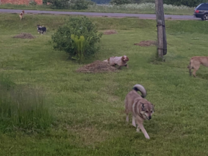 В Краснинском районе смоляне выбрасывают ненужных собак